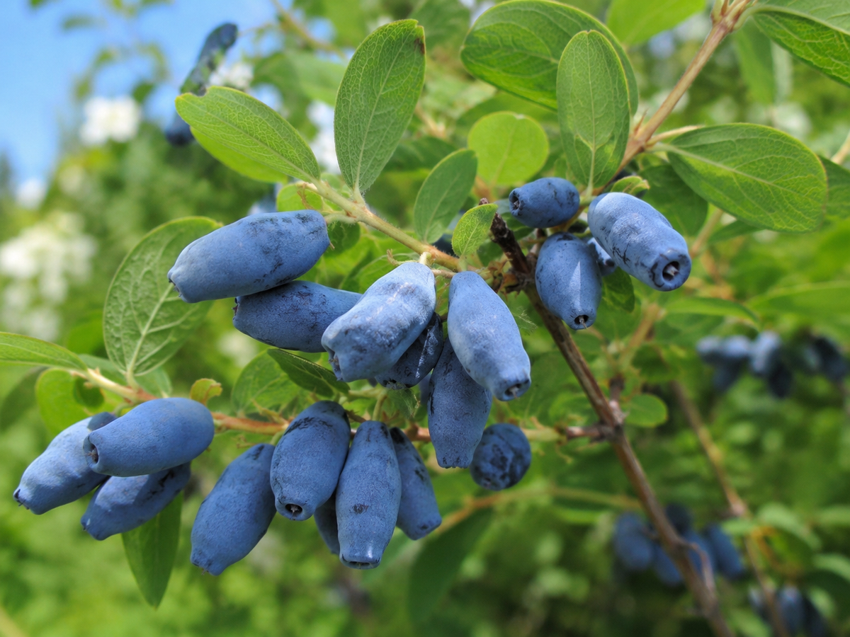 Lonicera caerulea 'Berry Blue'