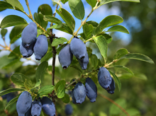Lonicera caerulea 'Blizzard'