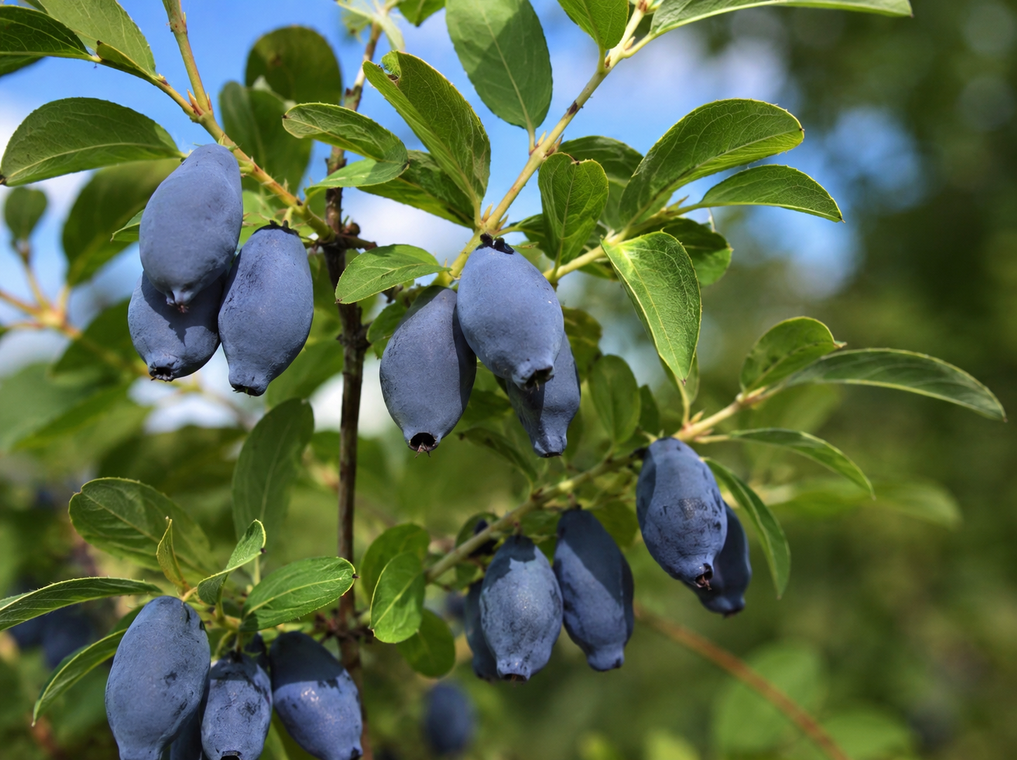 Lonicera caerulea 'Blizzard'