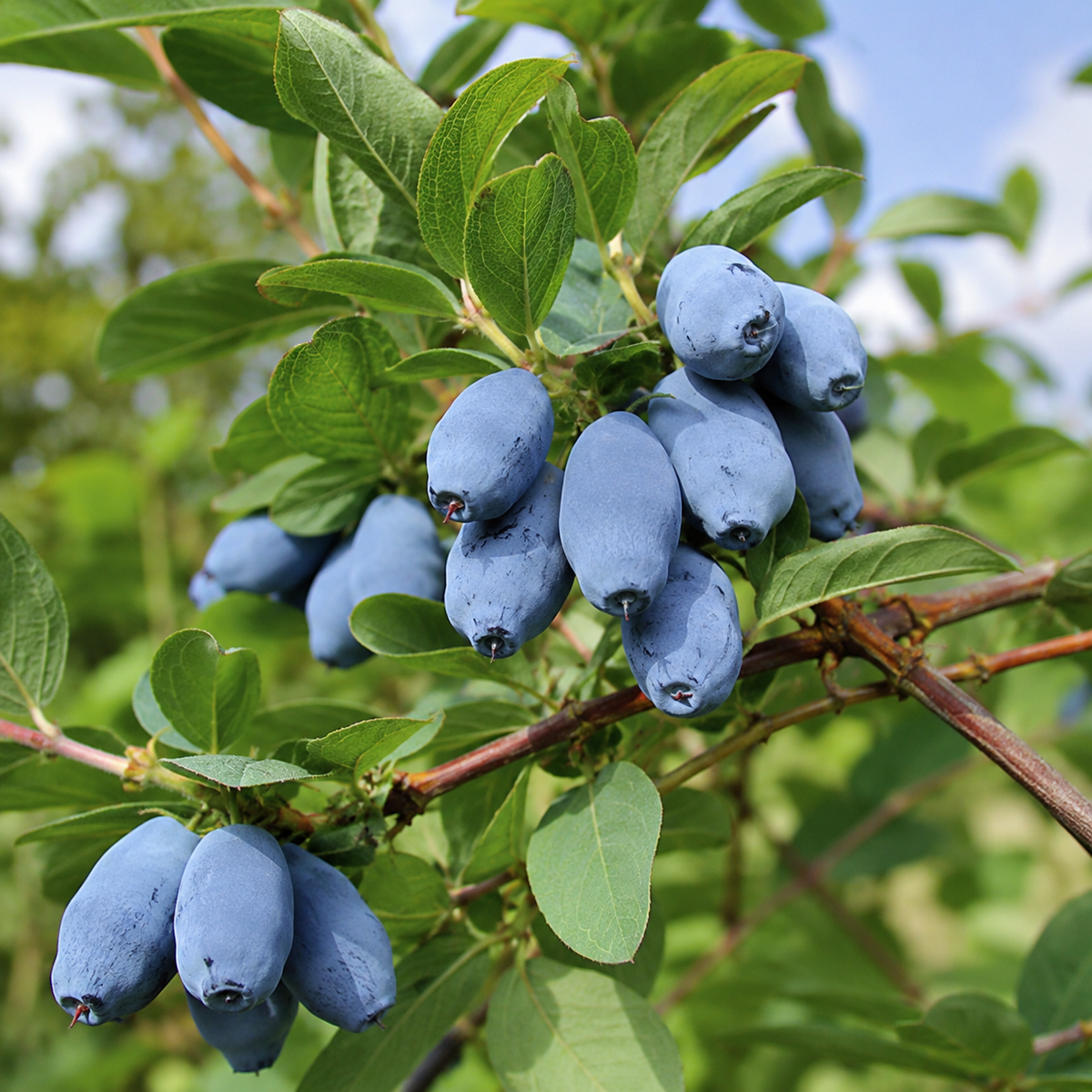 Lonicera caerulea 'Boreal Beast'