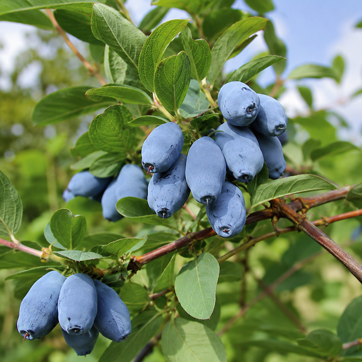 Lonicera caerulea 'Boreal Beast'