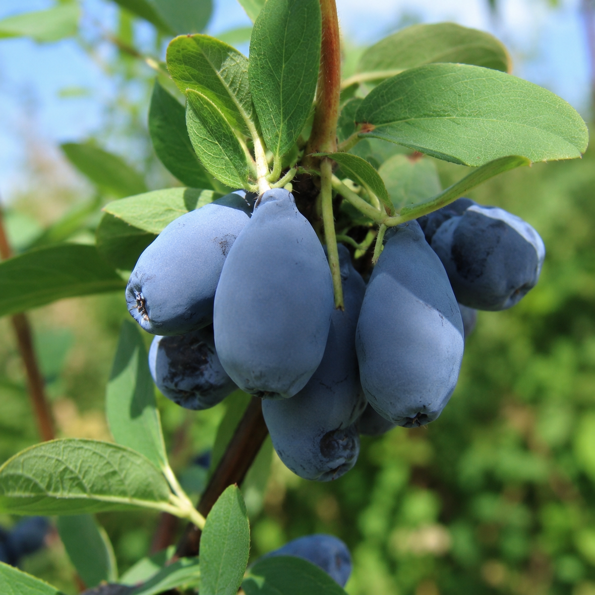 Lonicera caerulea 'Indigo Yum'