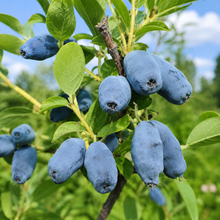 Lonicera caerulea 'Tundra'