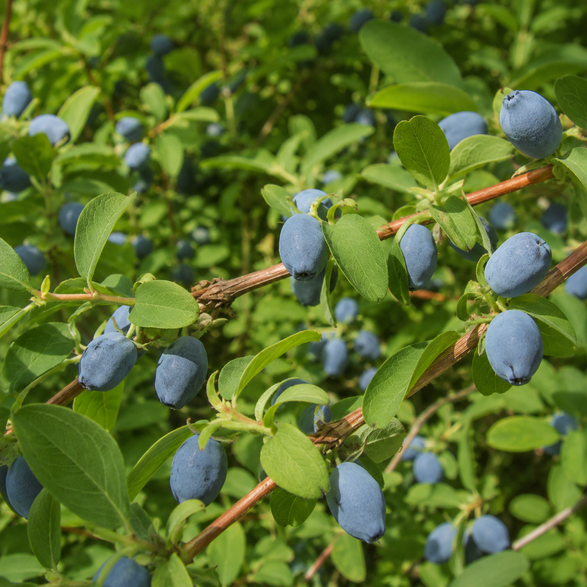 Lonicera caerulea 'Yezberry Solo'