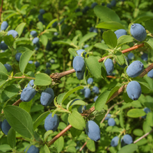 Lonicera caerulea 'Yezberry Solo'