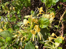 Lonicera japonica 'Halliana'