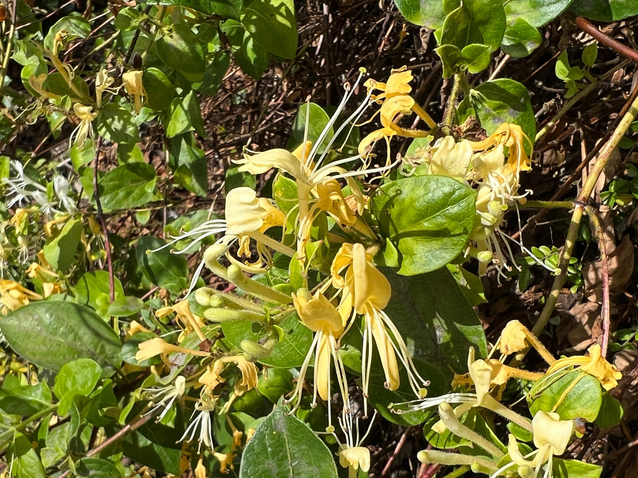 Lonicera japonica 'Halliana'