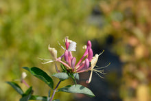Lonicera periclymenum 'Belgica'