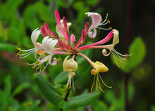 Lonicera periclymenum 'Peaches and Cream'
