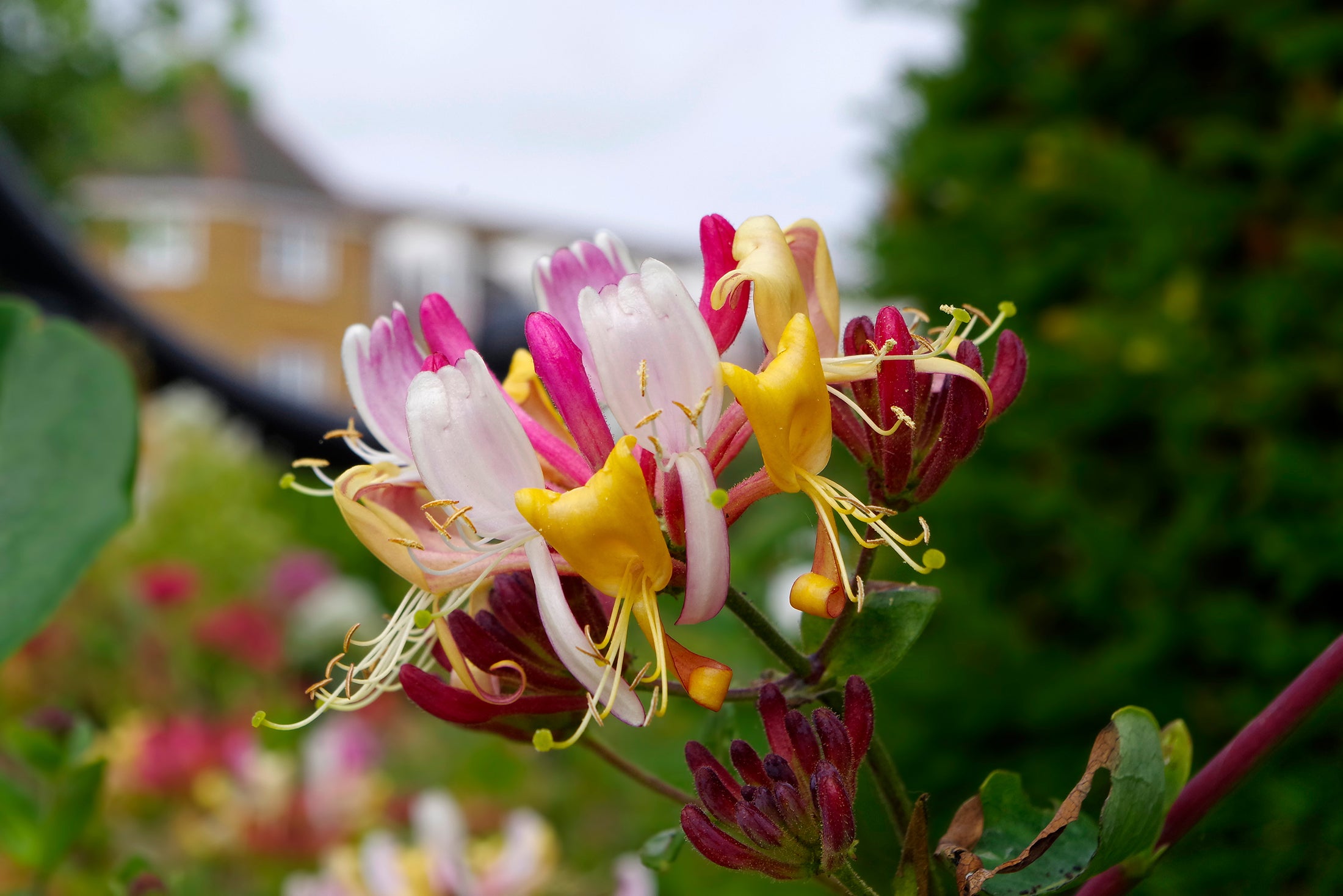 Lonicera periclymenum 'Serotina'