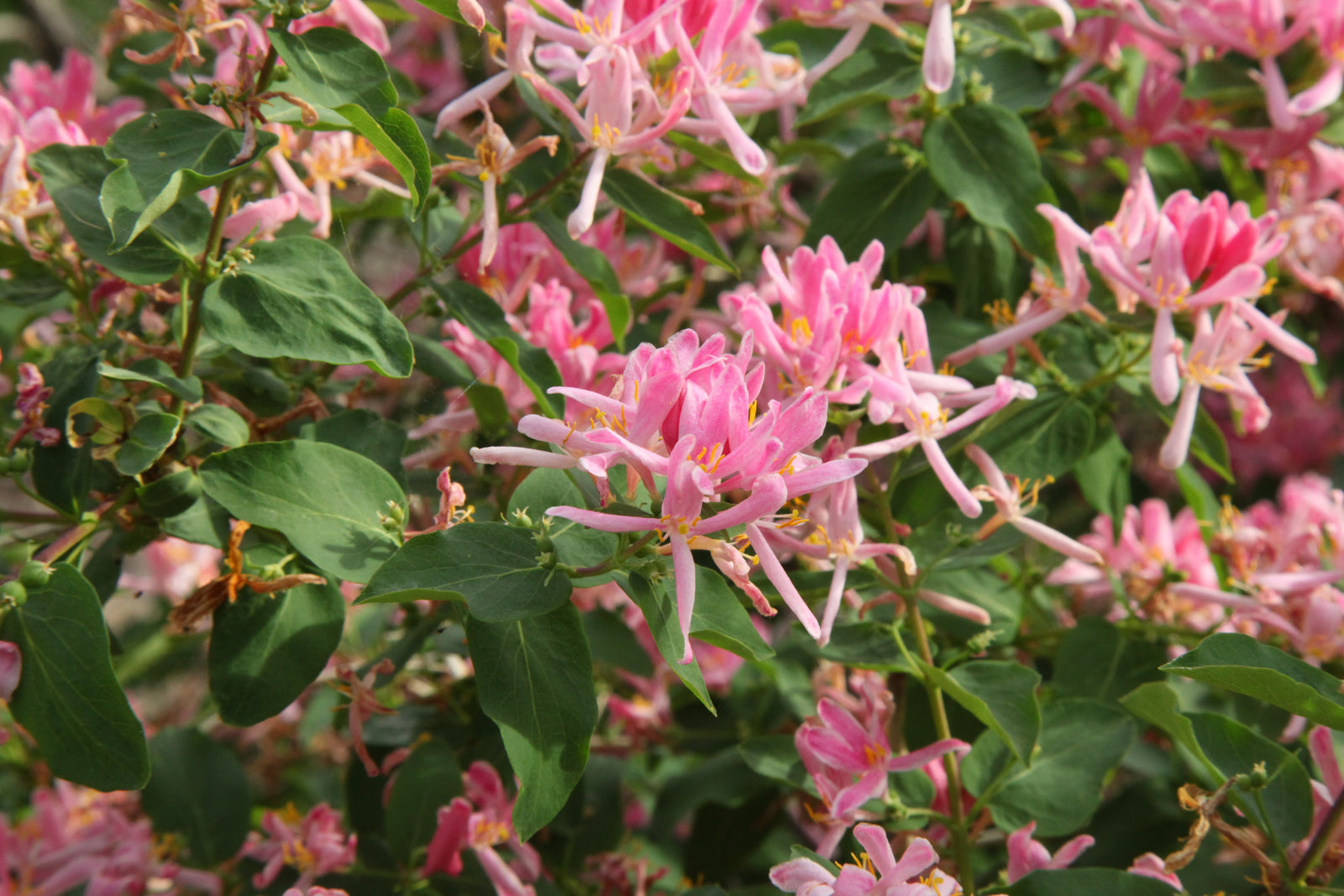 Lonicera tatarica