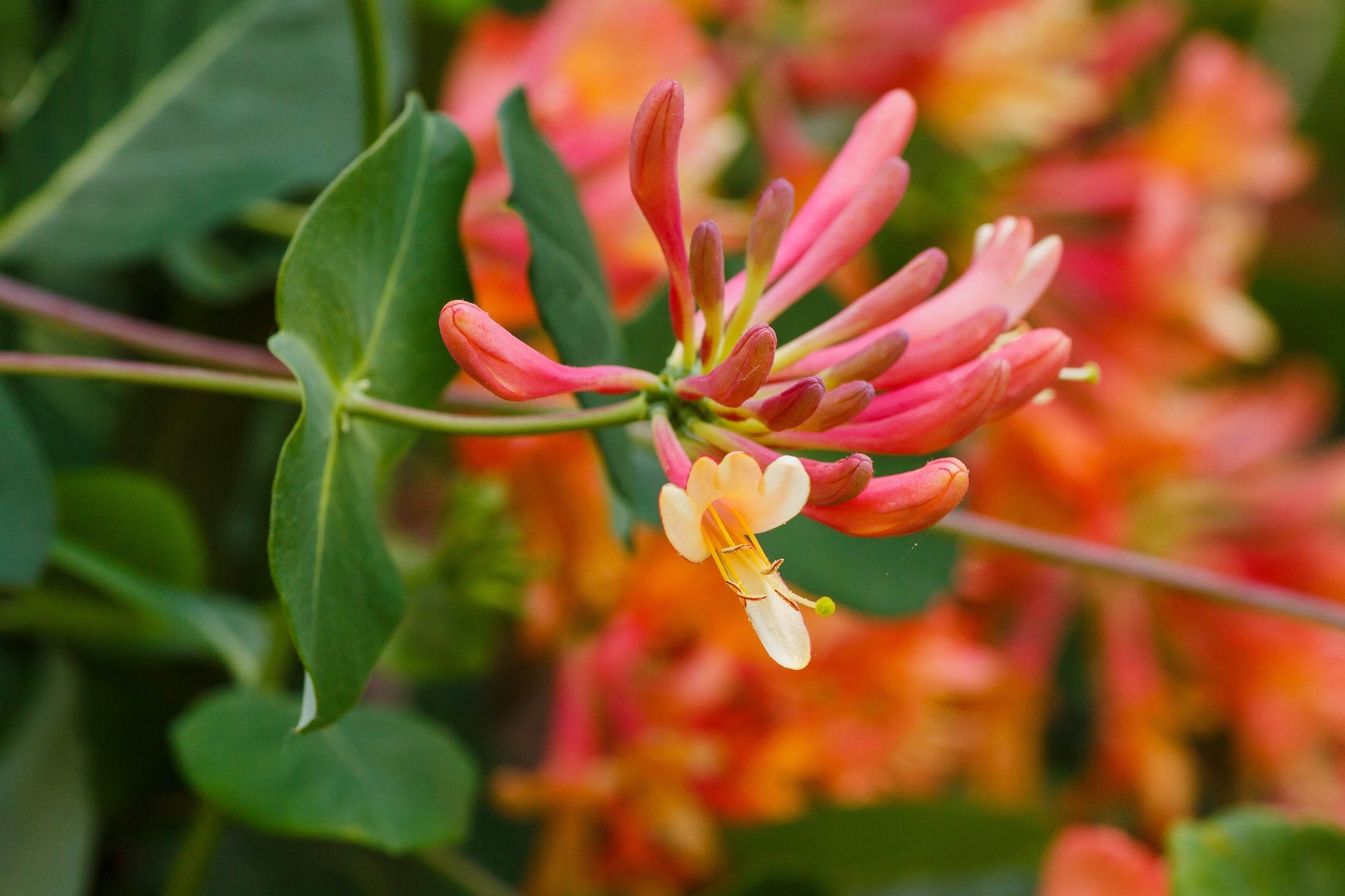 Lonicera × brownii 'Dropmore Scarlet'