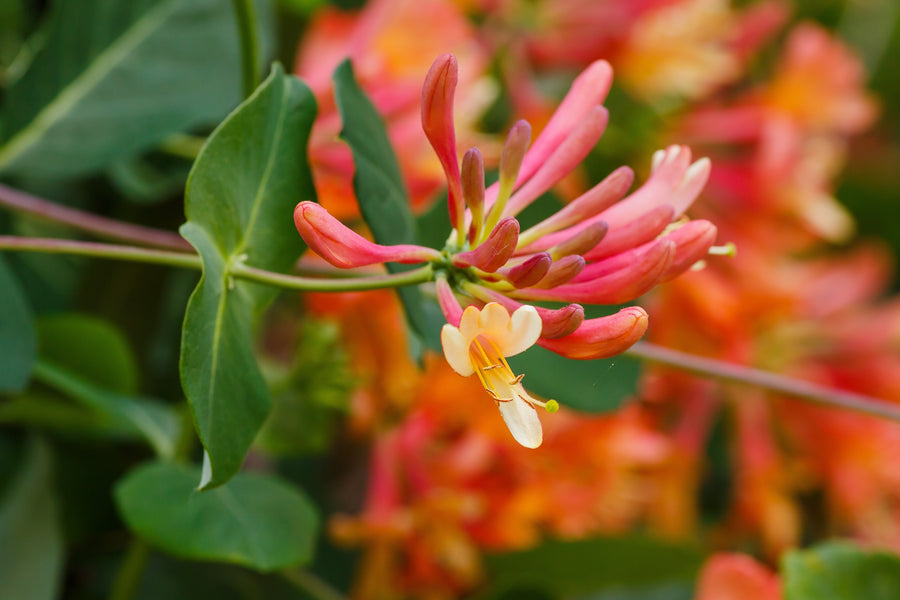 Lonicera × brownii 'Dropmore Scarlet'
