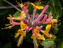 Lonicera × heckrottii 'Goldflame'