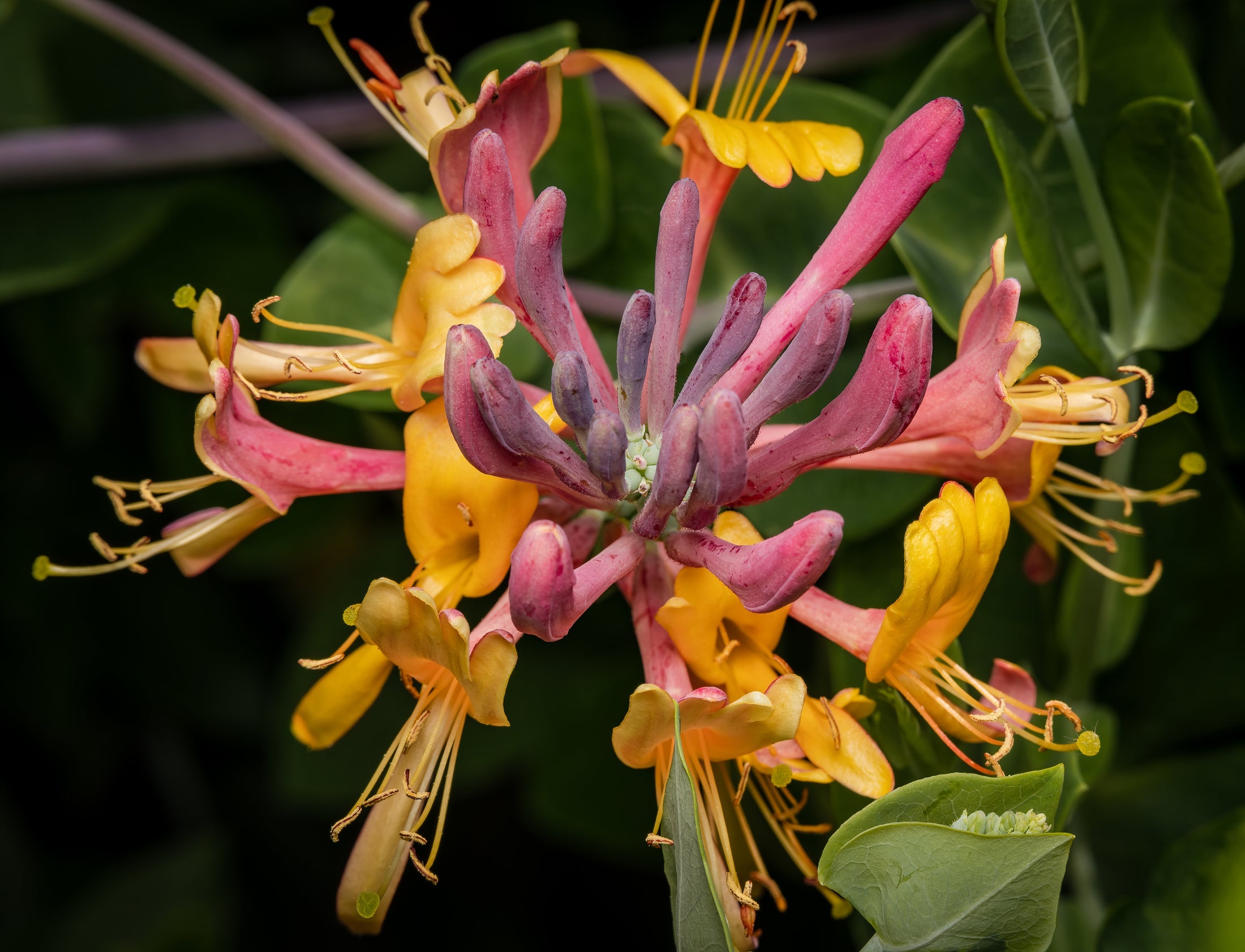 Lonicera × heckrottii 'Goldflame'