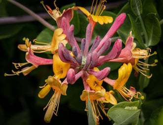 Chèvrefeuille grimpant ‘Goldflame’ (Lonicera × heckrottii)