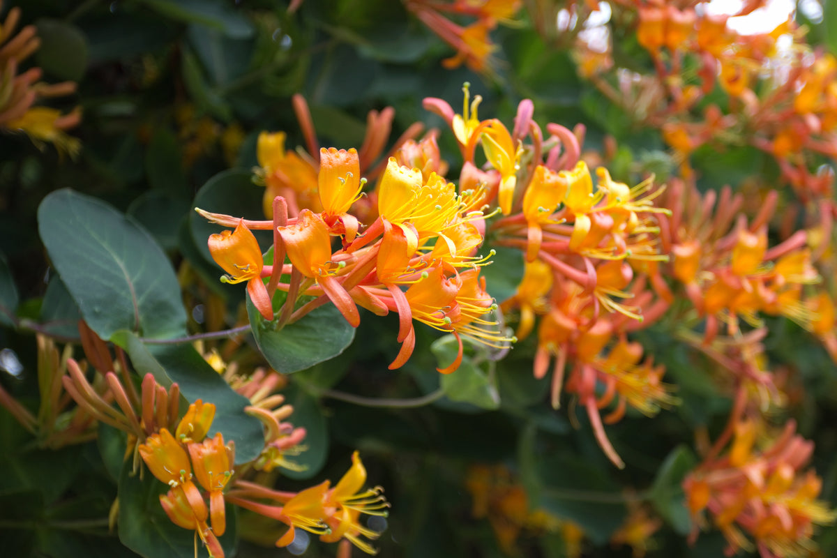 Lonicera × tellmanniana