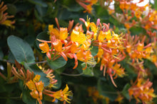 Lonicera × tellmanniana