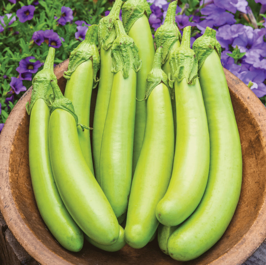Aubergine longue 'Louisiana Long Green' bio