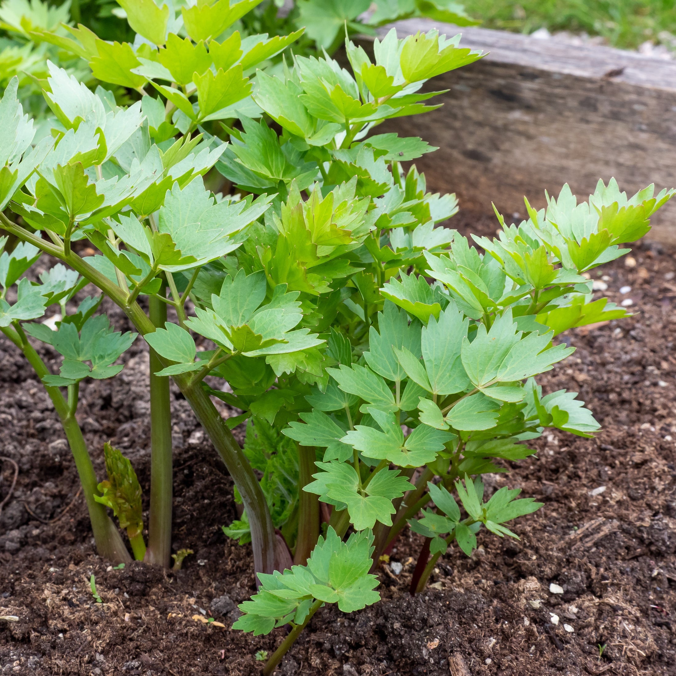 Lovage