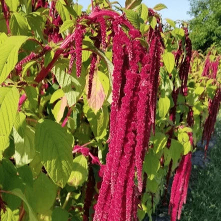 Amarante 'Love Lies Bleeding' bio