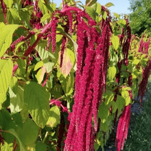 Amarante 'Love Lies Bleeding' bio