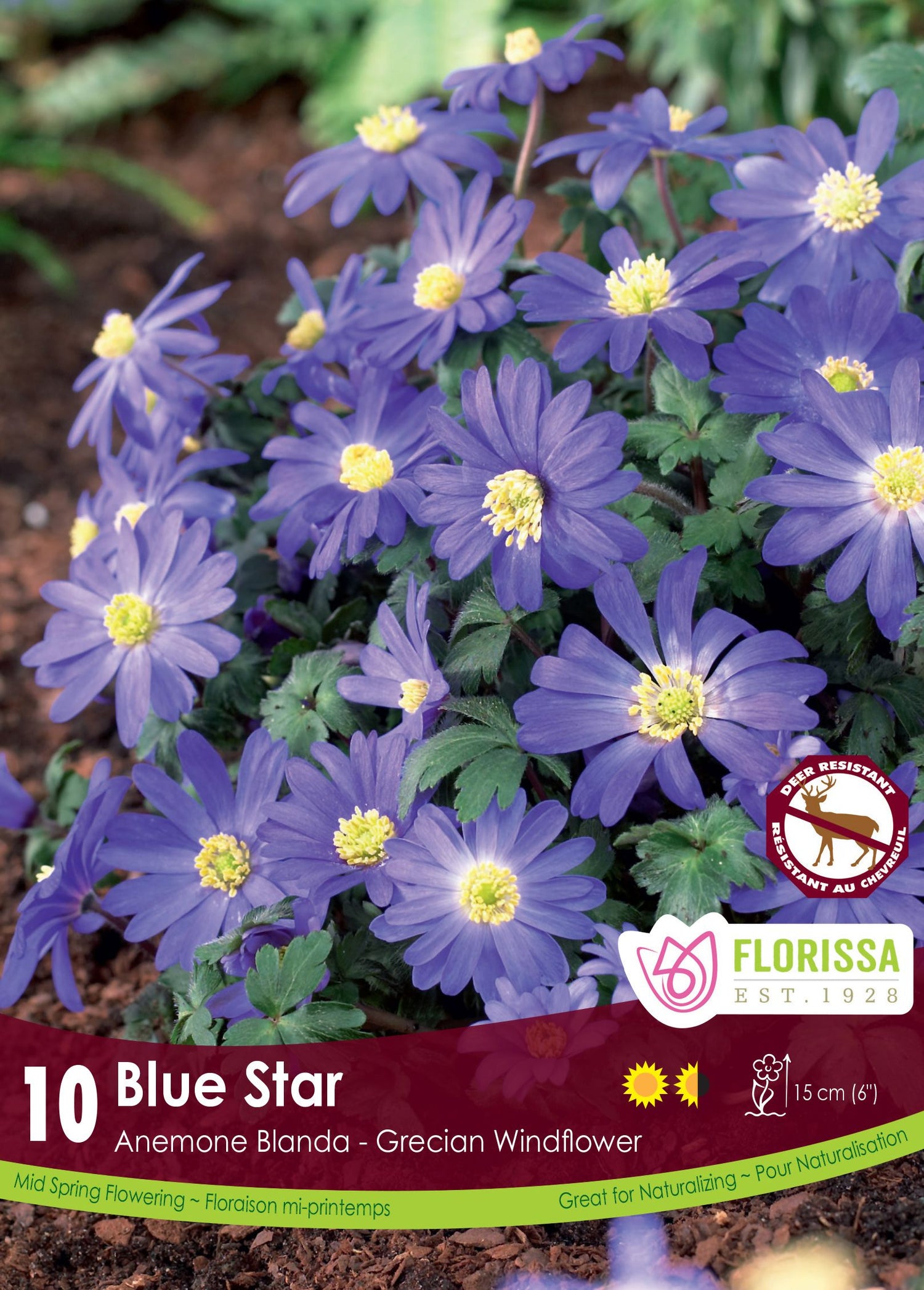 Anémone Blanda Blue Star