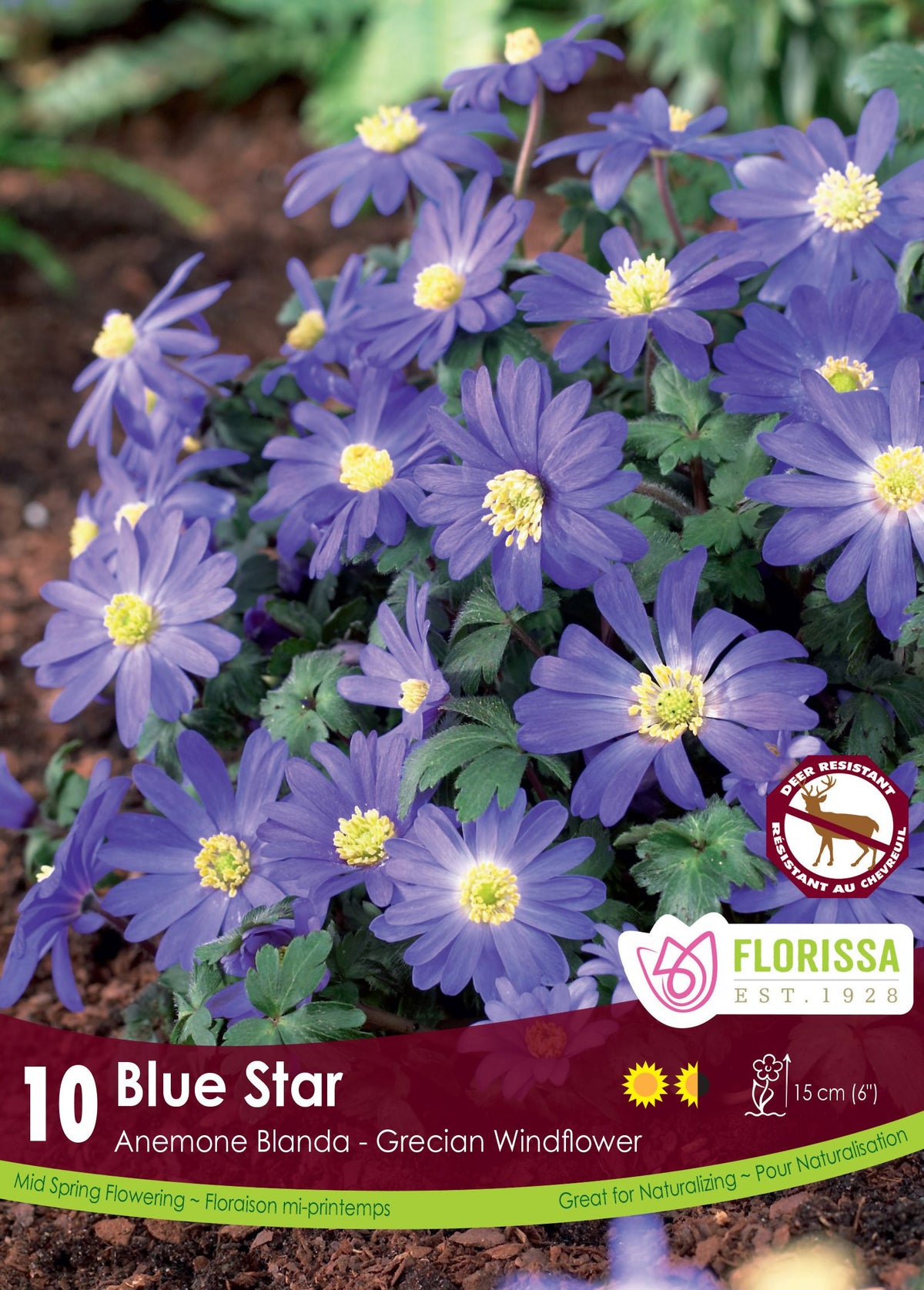 Anémone blanda ‘Blue Star’ ( Anemone blanda ) : de petites anémones bleues à cœur jaune. Le visuel Florissa présente la plante et son nom dans la partie inférieure de l’étiquette. La photographie occupe presque toute la surface, tandis que le bandeau du bas rassemble les indications du produit. Cette vue permet de reconnaître son apparence et de distinguer la variété présentée.