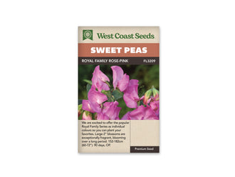 Sachet West Coast Seeds Royal Family Rose-Pink avec des fleurs roses de pois de senteur sur de longues tiges vertes. Les pétales deviennent plus pâles près du centre des corolles. Quelques boutons verts se voient sur le côté droit de la photo. Un arrière-plan vert flou laisse ressortir le groupe de fleurs au premier plan.