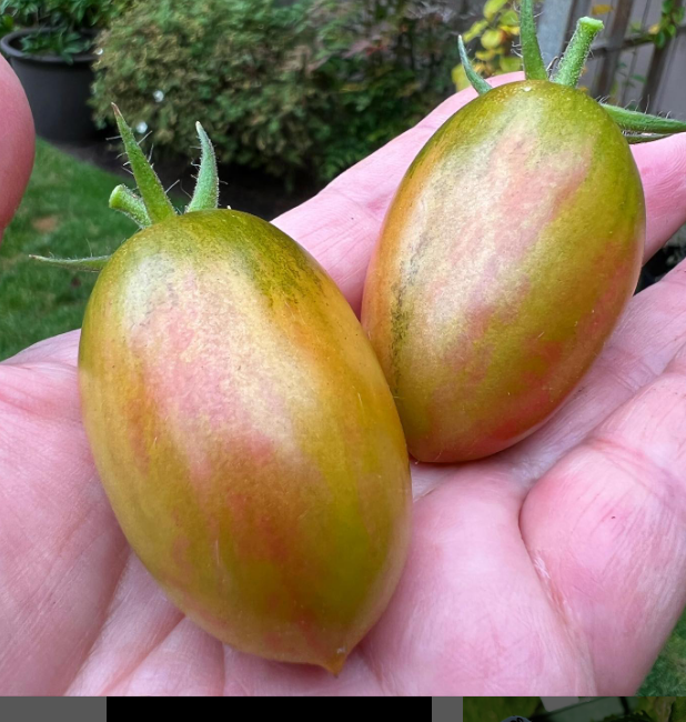 Tomate Lucky Tiger – Gaia Organic Seeds