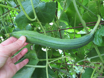 Luffa