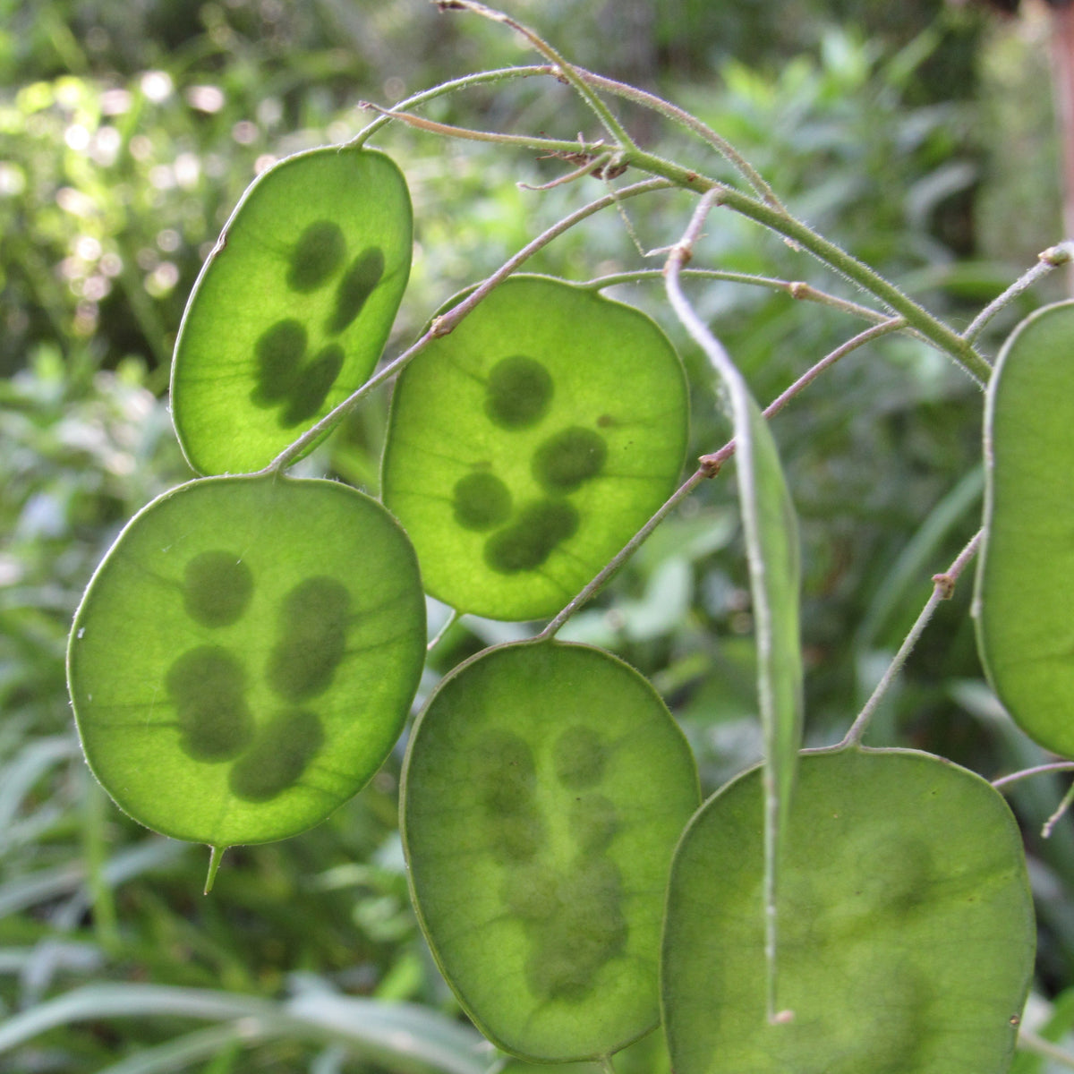 Silver Dollar Plant