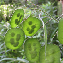 Silver Dollar Plant