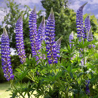 Plusieurs épis bleu violet se regroupent au-dessus de feuilles vertes composées de lobes allongés. Les petites fleurs sont serrées en rangées et présentent de fines zones plus claires. Les tiges dressées portent aussi quelques pointes vertes encore fermées. Le fond montre des arbres verts, des zones claires et d’autres formes florales violettes derrière les épis.
