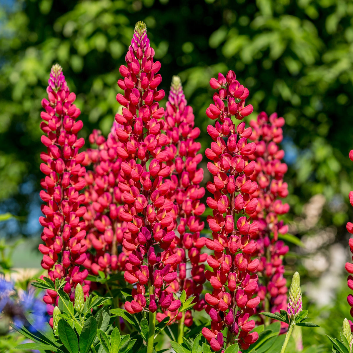 Lupine 'Russell’s Red hybrid'