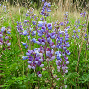 Wild lupine