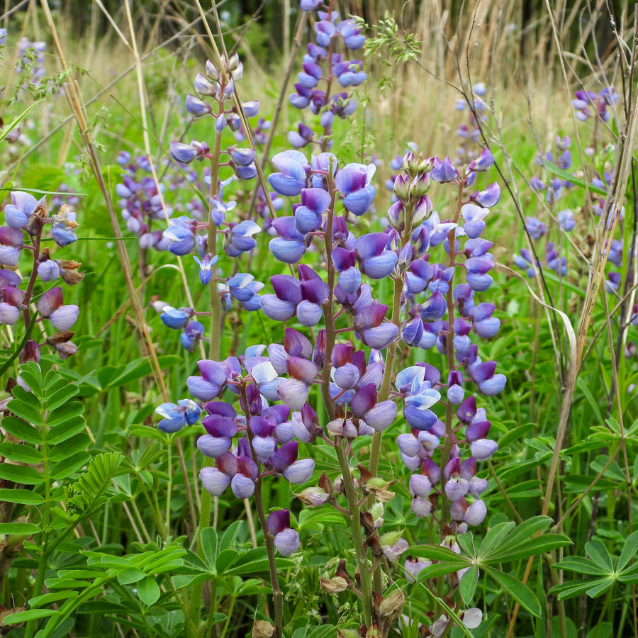 Wild lupine