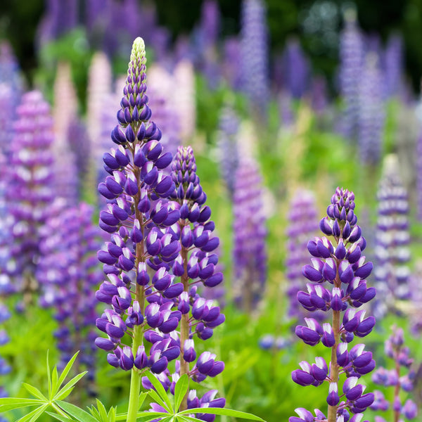 Lupin perennis