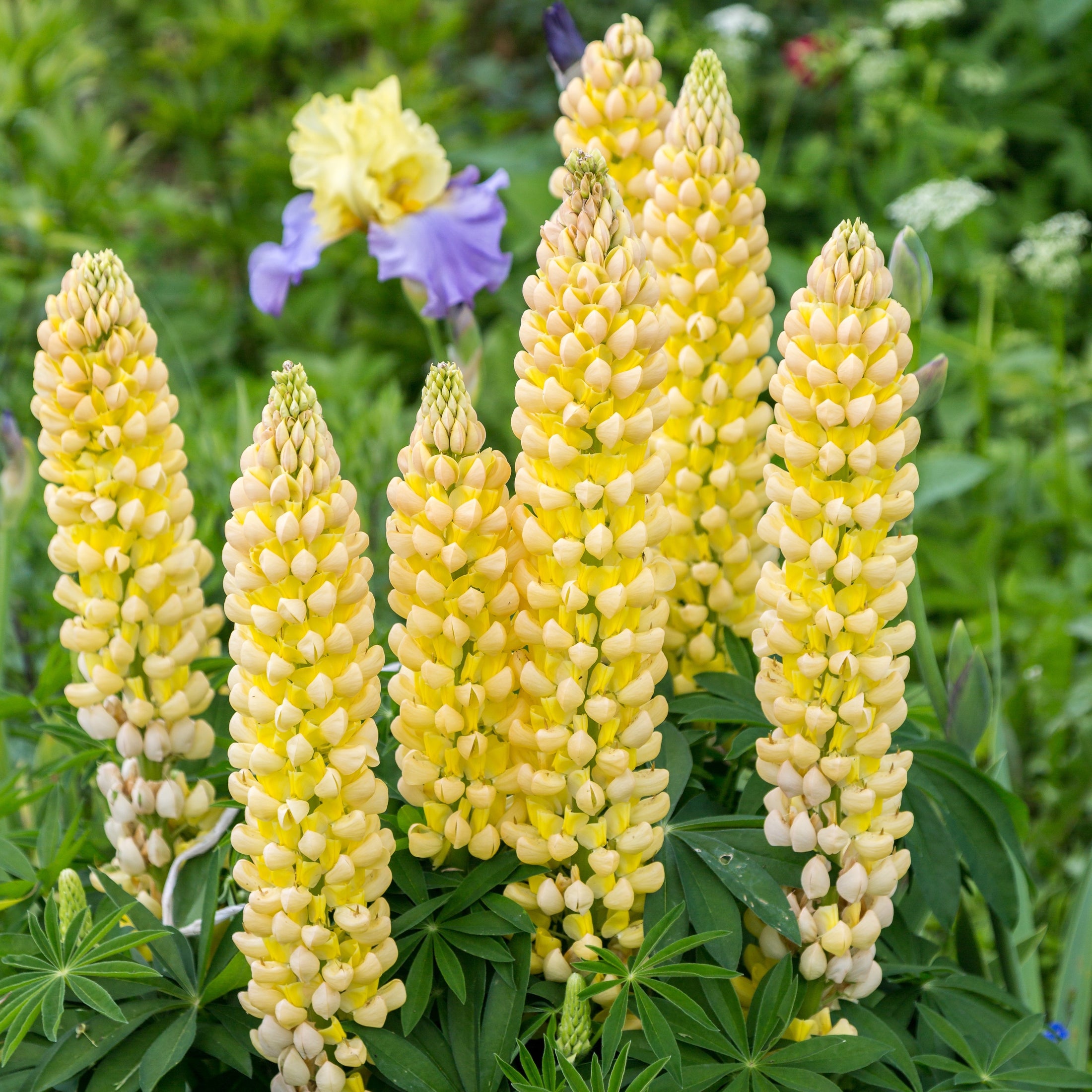 Lupin 'Golden Yellow'