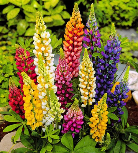Illustration associée à Lupin en mélange, dans la gamme Weston. Ce mélange de lupins forme des épis floraux dressés de plusieurs couleurs, à placer là où leur silhouette verticale reste visible. Le visuel permet de repérer la référence et l’aspect présenté pour cette sélection. Les dimensions et les couleurs observées au jardin dépendent du stade de croissance et des conditions de culture.