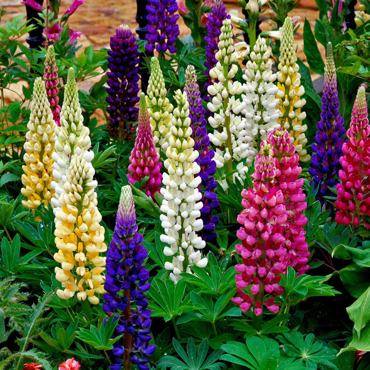 Lupins 'Russell's Hybrids Mix' 