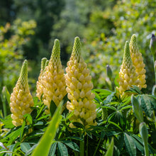 Lupins ' Russell Yellow'