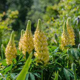 Lupins ' Russell Yellow'