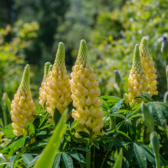 Des épis jaune pâle se dressent au-dessus de feuilles vertes disposées en éventail. Les petites fleurs arrondies se succèdent en rangées serrées, avec des pointes vertes encore fermées au sommet. Plusieurs hampes se chevauchent dans la partie centrale. Une grande tige passe en diagonale au premier plan, sur un fond végétal vert ponctué de jaune.