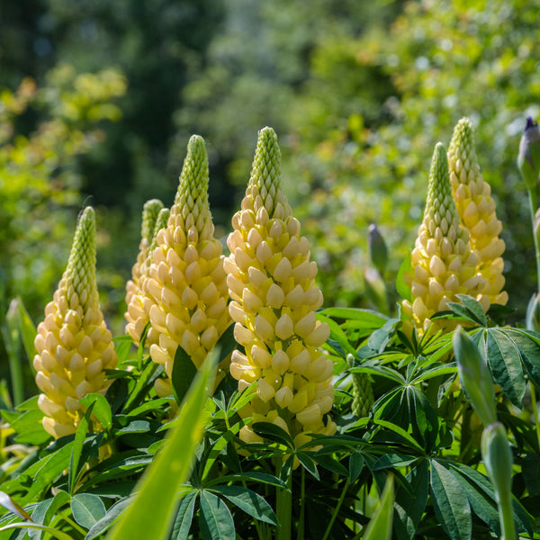 Lupins 'Jaunes de Russell'