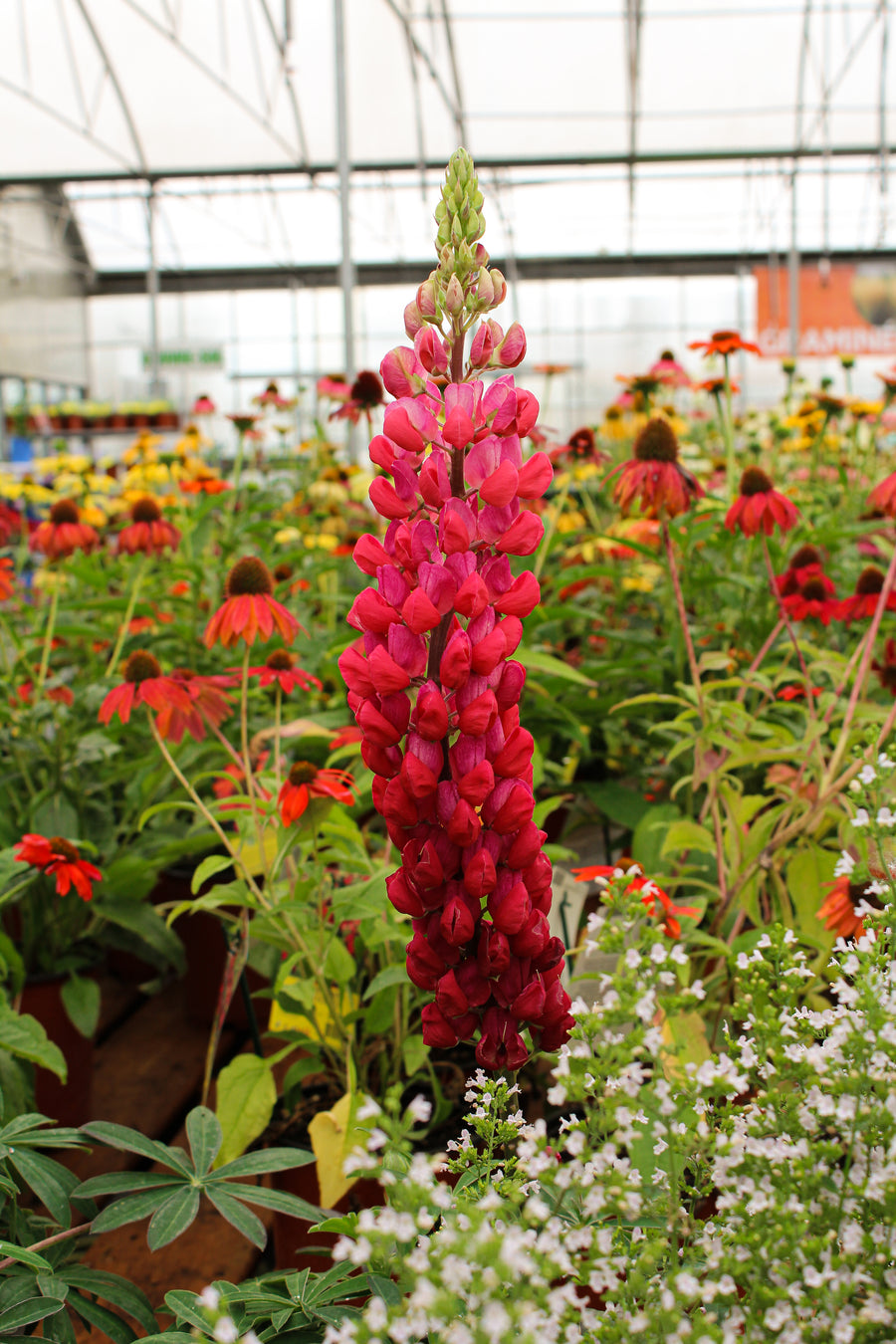 Lupinus 'Westcountry Red Rum'