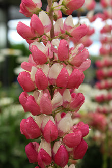 Lupinus 'Westcountry Rachel of Thame'