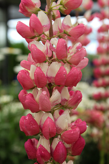 Lupinus 'Westcountry Rachel of Thame'