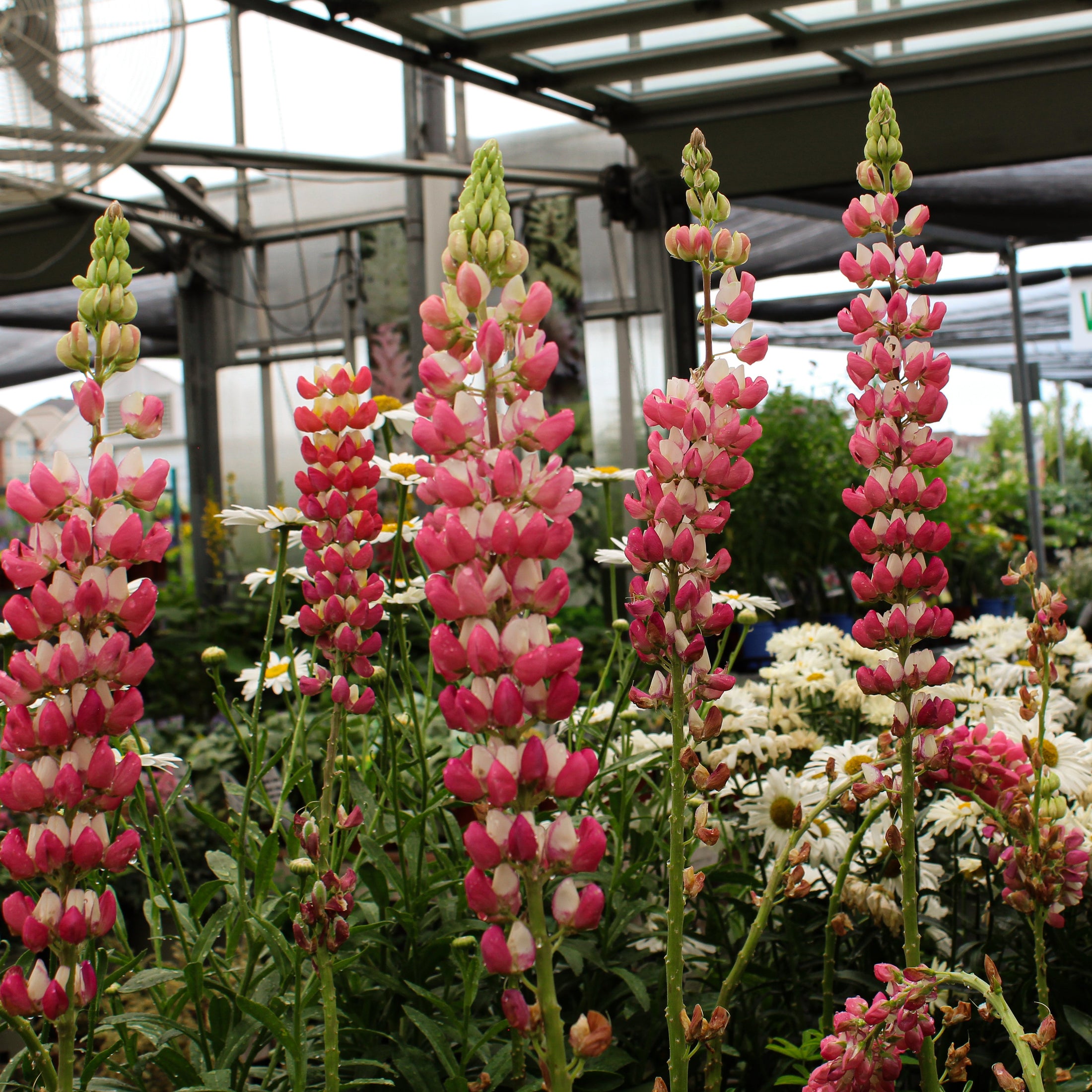 Lupinus 'Westcountry Rachel of Thame'