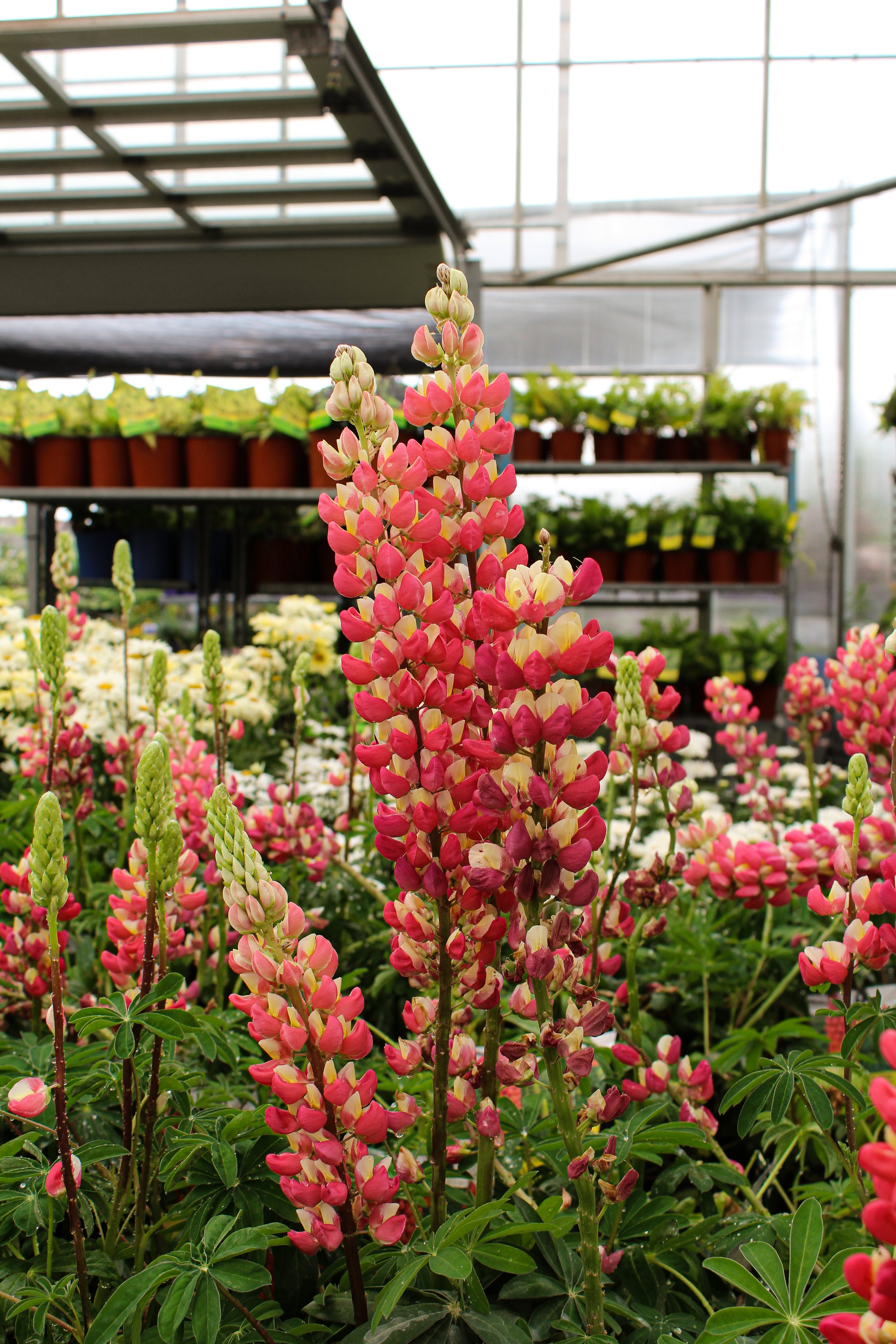 Lupinus 'Westcountry Tequila Flame'
